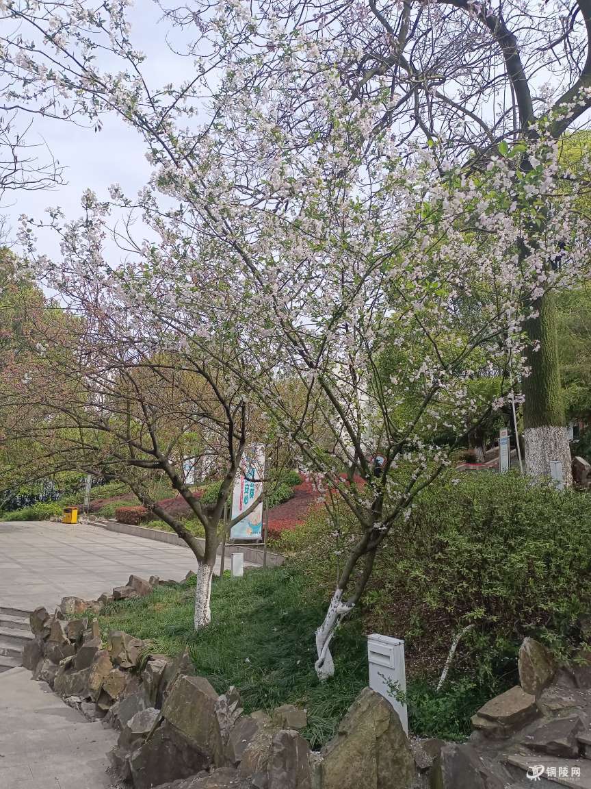 市笔架山公园到处洋溢着鸟语花香,春色满园关不住的景象 - 百姓生活