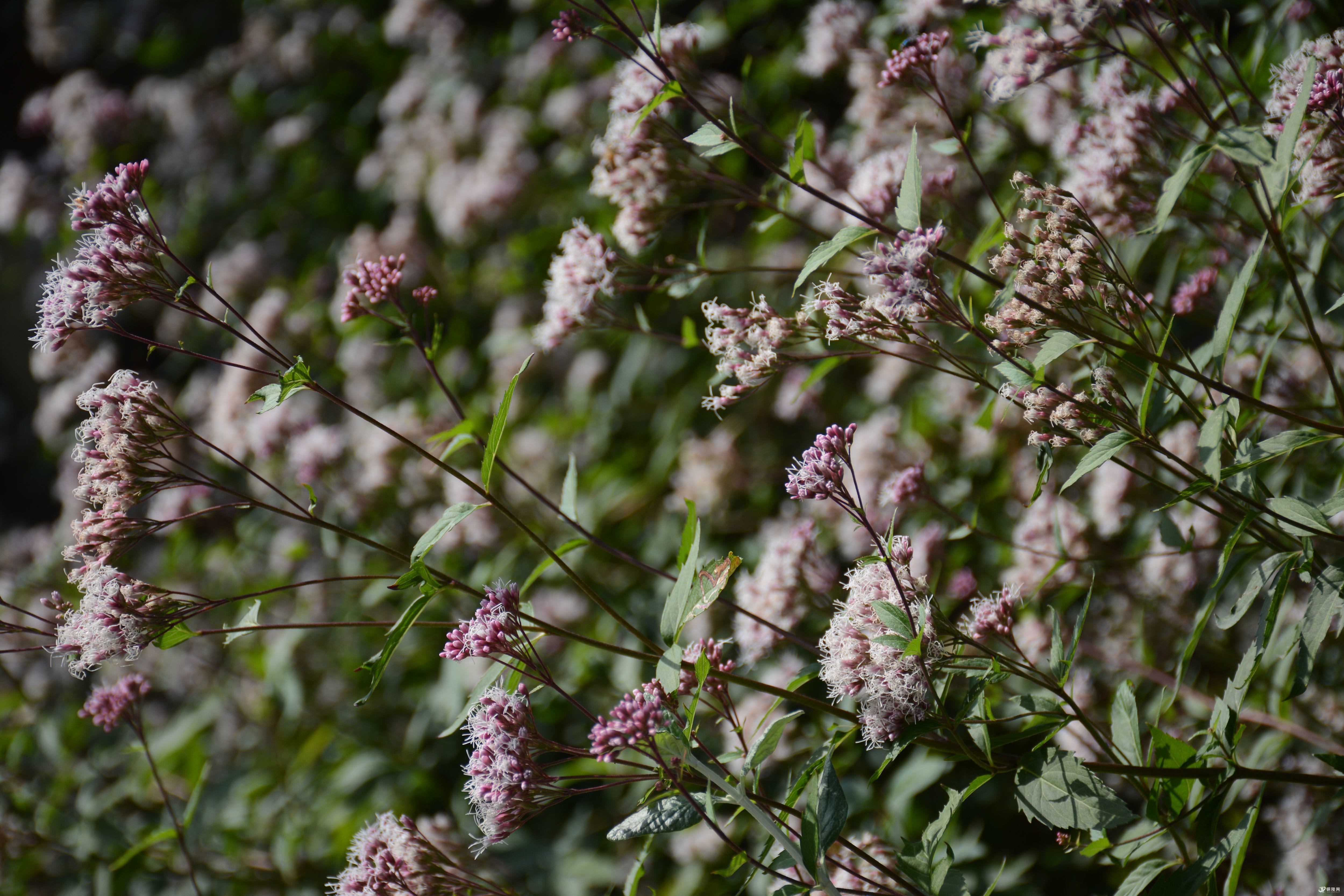 pary说冬天是苍绿的,橄榄绿的,今天我就要给你点颜色瞧瞧