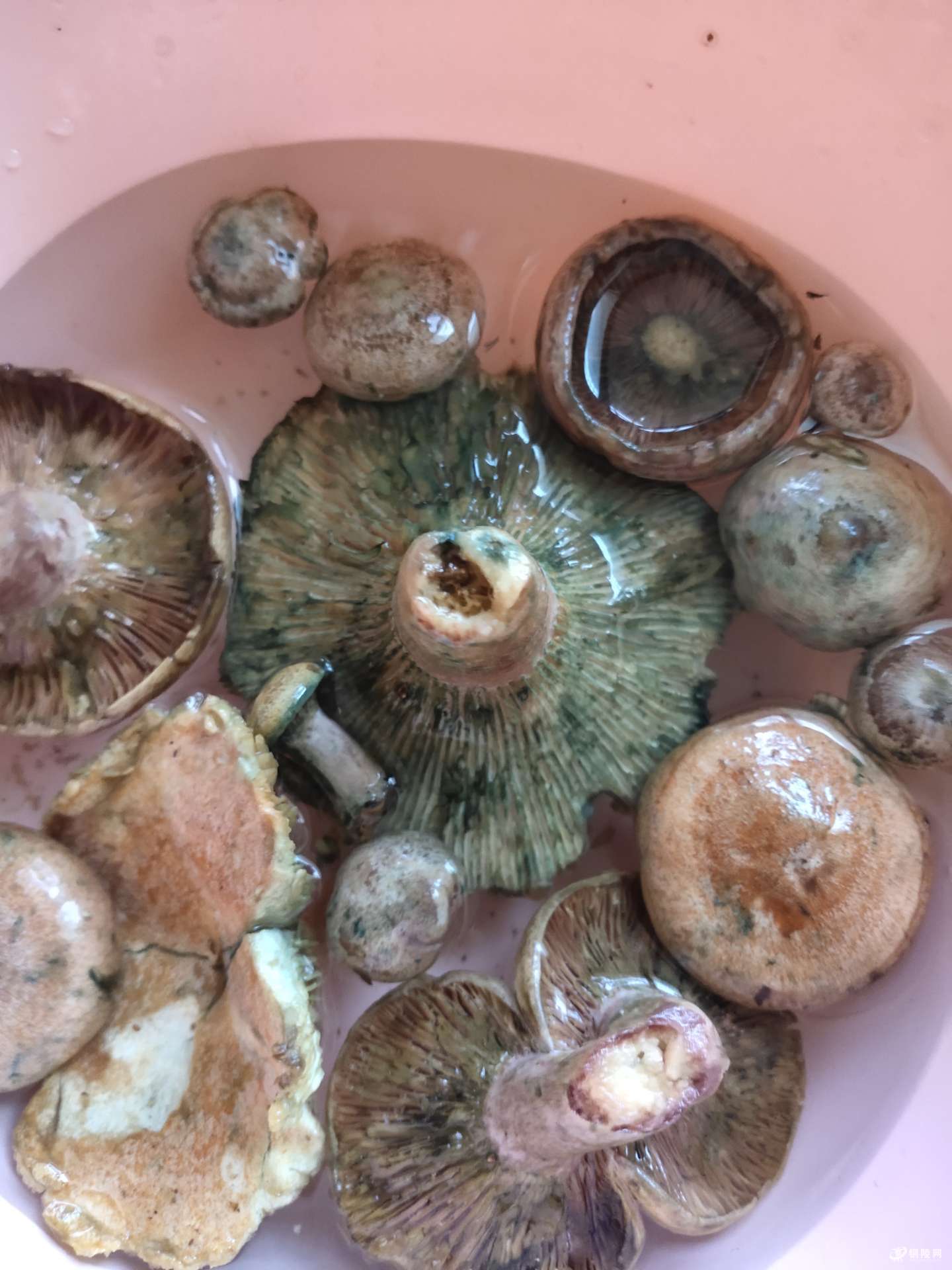 野生雁来菇,你见过吗?