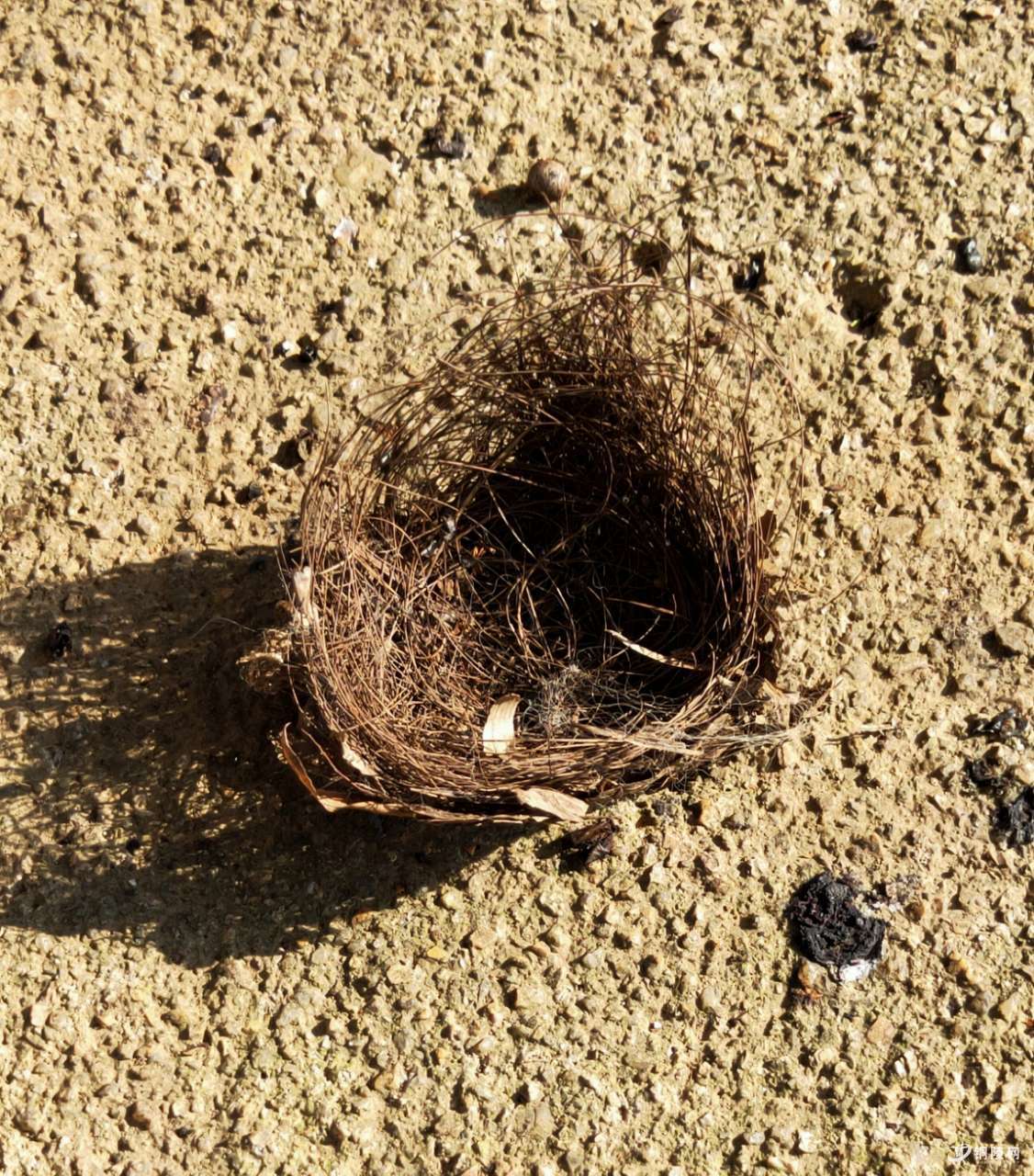 多么好玩的鸟窝,不知为什么从树上掉下来了?